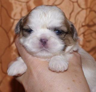 Zuckersüße-Typvolle Shih Tzu Babys