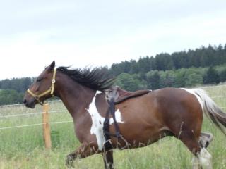 Hübscher Trakehner-Schecke