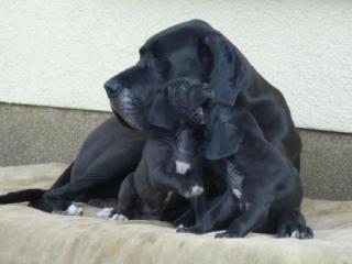 Noch 2 sehr schöne, kräftige, lackschwarze Deutsche Doggen Welpen zu verkaufen