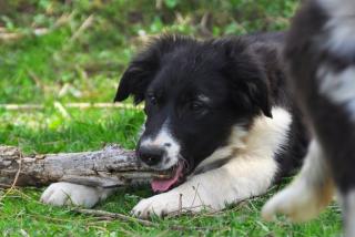 Noch ein liebe Border Collie Welpe- Rüde mit FCI PP