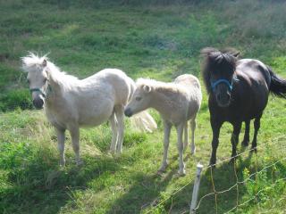 Shetland-Pony-Stuten