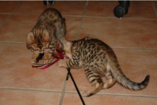 2 wunderschöne Bengal Katzen mit Stammbaum