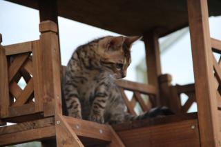 Bengal-Kitten