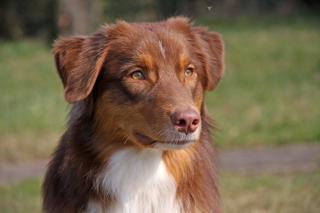 Australian Shepherd Deckrüde in Red Tri