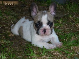 Französische Bulldoggenwelpen Panda Snoopy