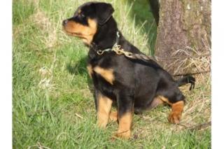 Top-Rottweilerwelpen