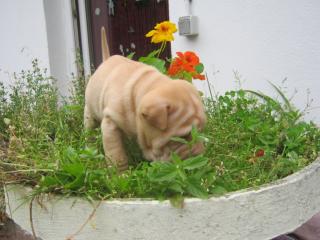 6 süsse Shar Pei welpen suchen noch ein zuhause