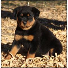 Rottweilerwelpen aus ADRK