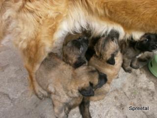 Leonberger-Welpen