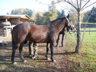 Biete Reitbeteiligung auf Quarter Horse