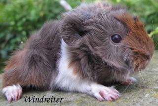 Peruaner Meerschweinchen auch Glatthaar Klein und Gross auch Satin