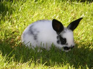 Betreuung ihrer Nager wie Kaninchen und Meerschweinchen