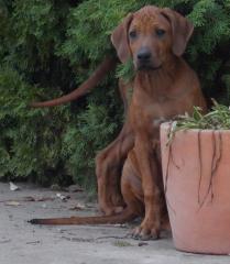 Rhodesian Ridgeback Welpen aus TOP Verpaarung