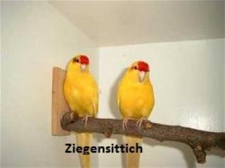 Ziegensittich