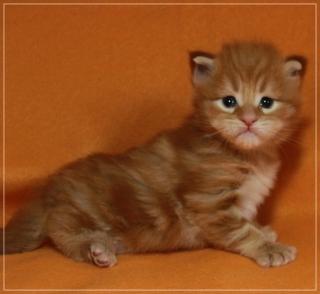 Zauberhafter Maine Coon BUB