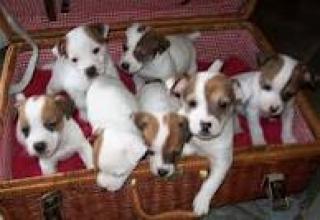 100 Wunderschöne Reinrassige Jack Russel Terrier