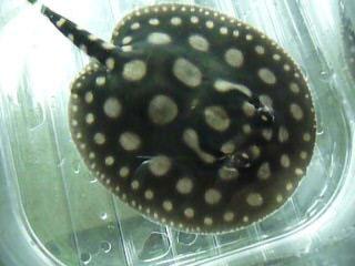 Rochen Potamotrygon Leopoldi Black Diamond