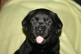 Labrador Welpen in schwarz und braun