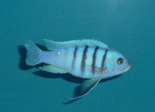 Cynotilapia afra white top hara galileya reef