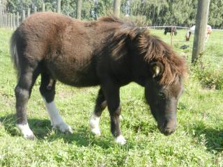 Original Shetlandponyhengstfohlen