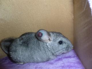 Chinchilla