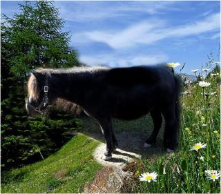 Bildschönes Prämien Shetty zum verlieben