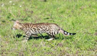 Bengalkatzen-Bengalkater