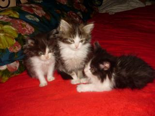 Maine Coon Kitten