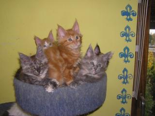 Maine Coon Babys abzugeben