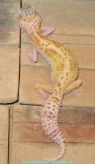 Leopardgecko Nachzuchten 2021 abzugeben