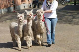 Suri Alpacas