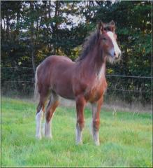 Top Shire Horse Hengstfohlen zu verkaufen