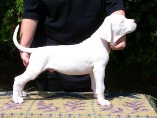 Dogo Argentino in liebevolle Hände abzugeben