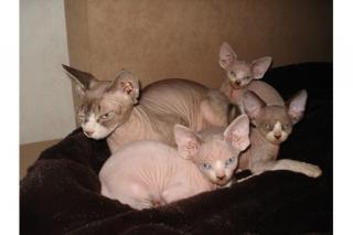 Sphynx kanad. mit Papiere, Kater