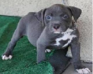 American Pit Bull Terrier Welpen