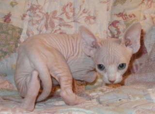 Weihnachten kanadische Sphynx Kätzchen