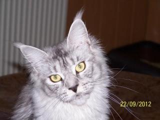 Maine Coon Teenies MC - Poly Dame