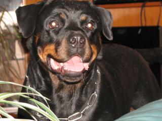 Muss mich schweren Herzen meine Rottweiler Hündin abgeben