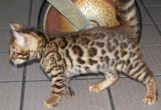 Reinrassige BABY BENGAL KATZE in Snow, Brown Tabby Spotted und Silver für die.