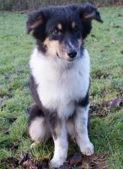 Australian Shepherd Welpen