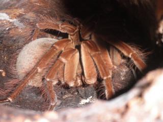 0. 1 Theraphosa stirmi