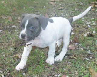 American Pitbull Terrier Welpen Bully Type