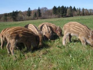 3 Wildschweine Keiler 1Jahr alt ca. 50kg