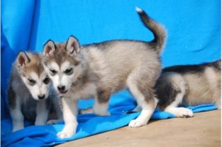 Siberian Husky Welpen