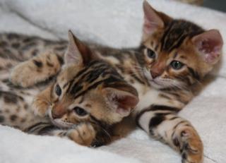 4hübsche Bengalkatzen, 8 Monate, rosetted