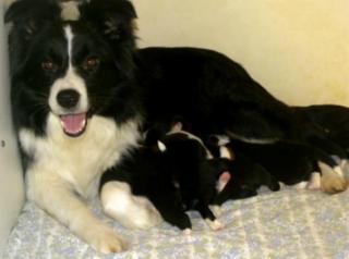 Border Collie aus VDH Zucht