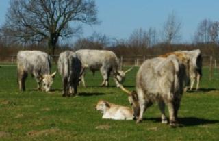 Steppenrind Bullenkalb oder Jungbulle gesucht