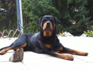 6 Jähriger Rotweiler namens Balou sucht ein gutes neues Zuhause