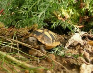 Griechische Landschildkröten Testudo hermanni boettgeri