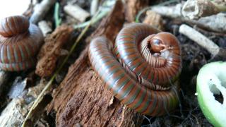 Spirostreptus spec. 1 Tausendfüßer Tausendfüsser Tausendfüßler Tausendfüssler